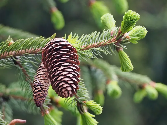 Larix europaea (Larch wood) branch with cones