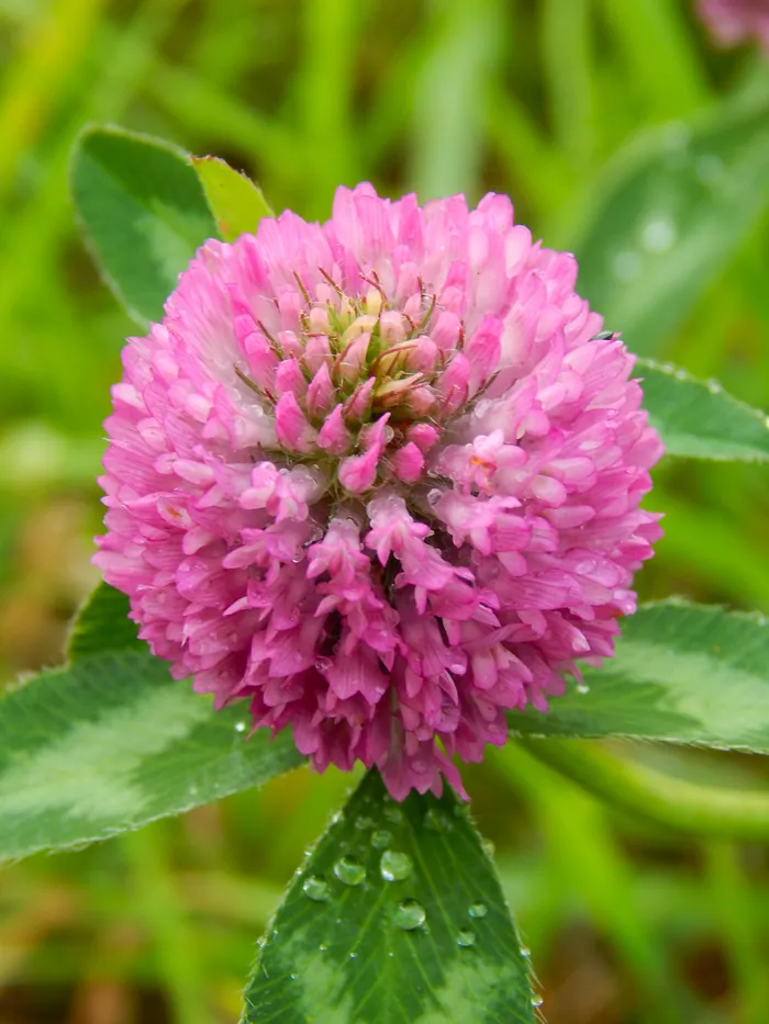 Red Clover flower
